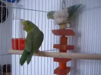 parrotlets 022.webp