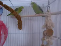 parrotlets 024.webp