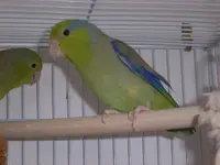 parrotlets 026.webp