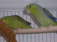 parrotlets 027.webp