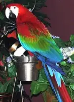 ruby_macaw.webp