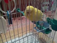 budgie thodoris_n.webp