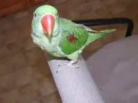 5months alexandrine parrot.webp