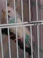 Maggie.jpg.webp