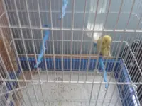 Budgie1.webp