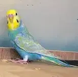 rainbow budgie.webp