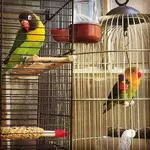 lovebirds.webp