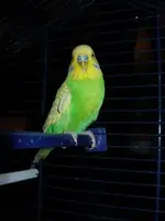 budgie.webp