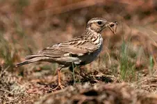 large-Woodlark-with-insect.webp