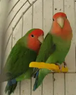 my lovebirds.webp