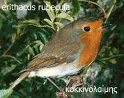 erithacus_rubecula κοκκινολαίμης.webp