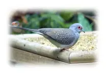 DiamondDove2.webp