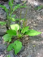 broadleafplantain1.webp