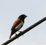 Black-headed_Munia_I_IMG_7747.webp