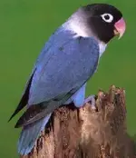 a_lovebird_masked_blue_mutation.webp