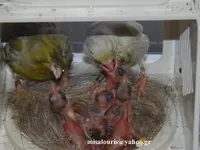 Breeding season 2015 078.webp