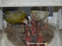 Breeding season 2015 080.webp