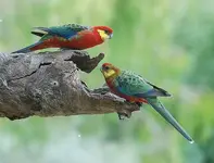 western rosella pair.webp