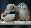 zebra finch.webp