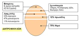 diatrofiki-aksia.webp