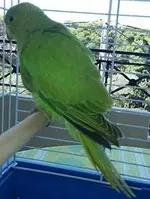 parrot2.webp