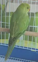 parrot3.webp