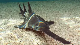 Sawfish.webp