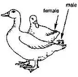 male-female duck.webp