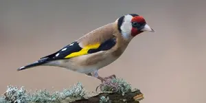 Τα υποείδη της καρδερίνας (Carduelis carduelis)