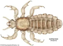 wing louse 02.jpg