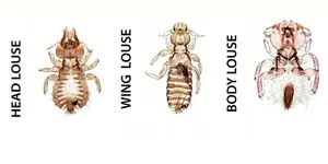 wing louse.jpg