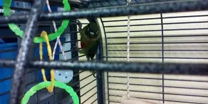 το_green_cheek_conure_μου.webp