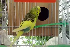 περιεργο_χαλινο_budgie.webp