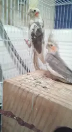 cockatiel 1.webp