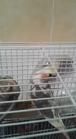 cockatiel3.webp