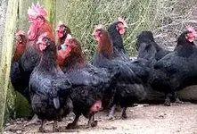 marans.webp