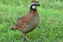 bobwhite.jpg