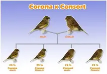 accouplement_consort_corona.webp