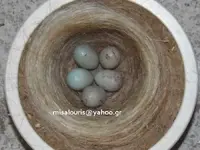 eggs colourised 05.webp