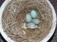 eggs colourised 04.webp