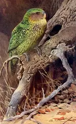 Kakapo (Strigops habroptilus).webp