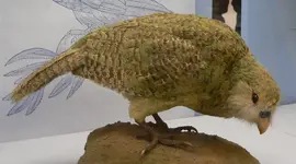 800px-Kakapo5.webp