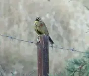 cirl-bunting.webp