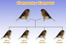 accouplement_consort_consort.webp