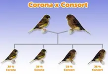 accouplement_consort_corona.webp