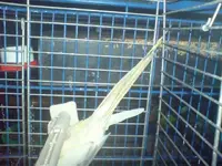 cockatiel.webp