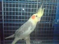 cockatiel2.webp