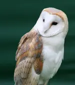 535px-Tyto_alba_close_up.webp