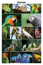 parrots_poster.webp