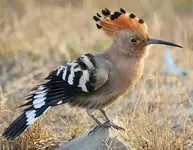 hoopoe1.webp